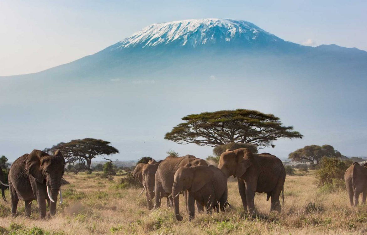 Tierwelt in Kenia