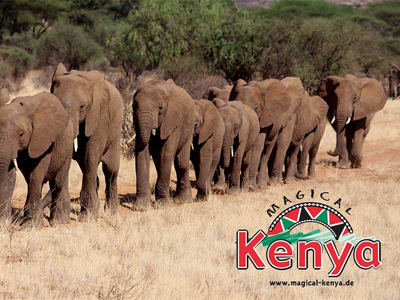masai mara nationalpark in kenia