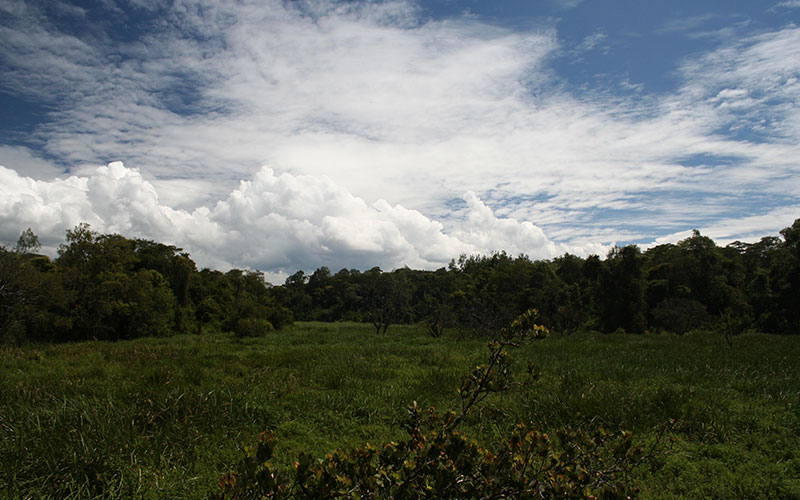 Saiwa Swamp Nationalpark
